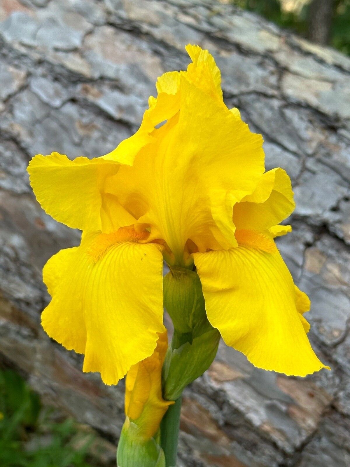 1 yellow Bearded Iris Rhizome root ~ Bulb ~ Reblooming Rhizomes ~ Tall Heirloom