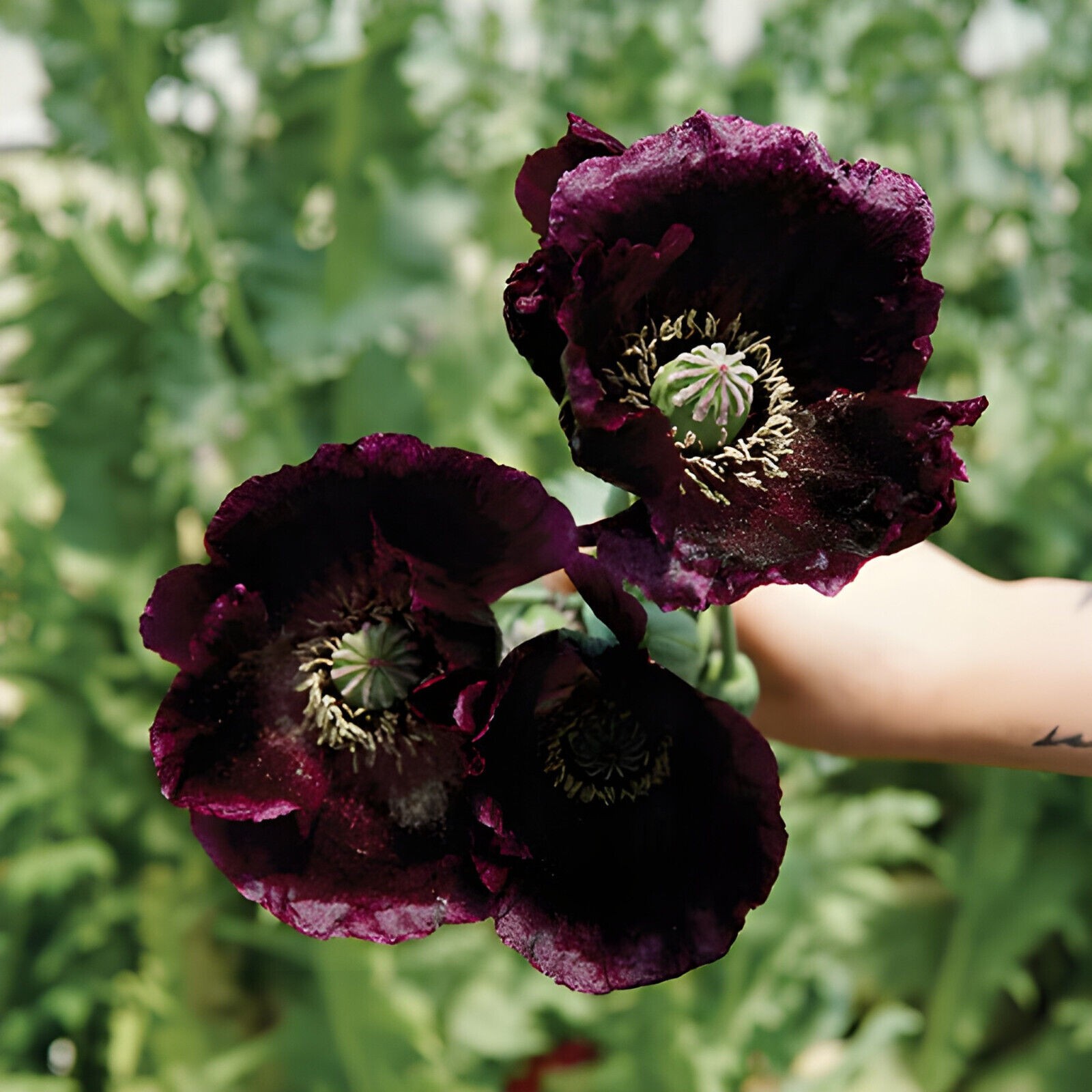 660 After Midnight Poppy Seeds – P. Somniferum –Dark Purple Breadseed Variety