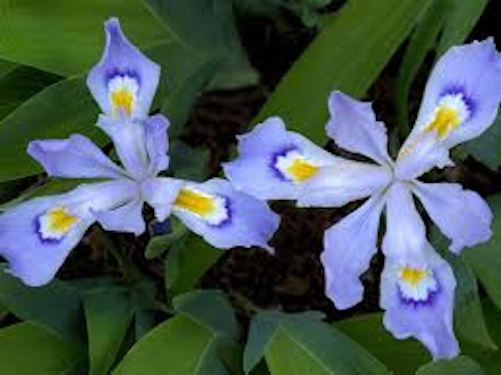 10 Dwarf Crested Iris Bare Root Iris Cristata Wildflower