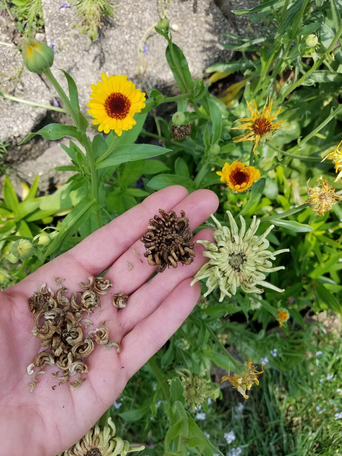 Mixed Calendula Seeds Several Varities 25 Organic Seeds