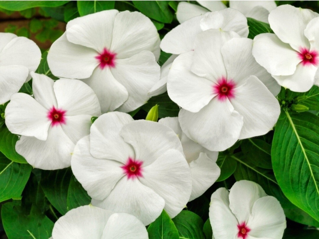 1200 Periwinkle Seeds Madagascar Mix Perennial Flowers – Catharanthus roseus