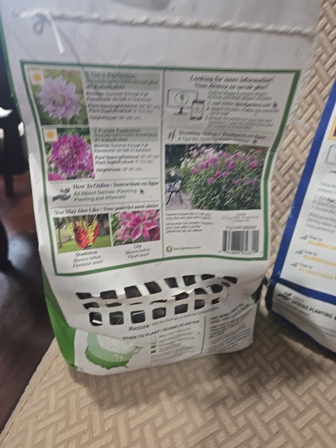 Dahlia Flower Bulbs Multicolor Perennial Outdoor Summer Full Sun Clumping