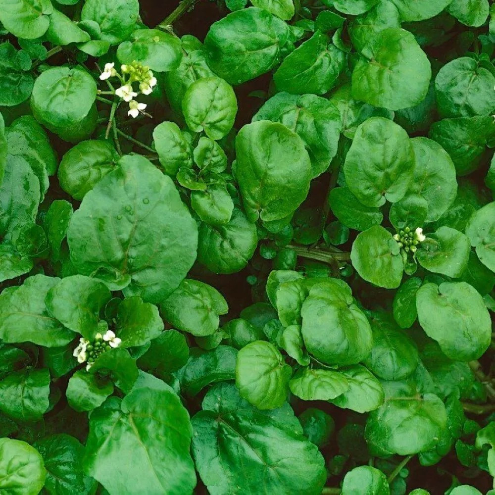1200+ Watercress Cress Seeds – True — Heirloom — Organic — NON GMO — FRESH