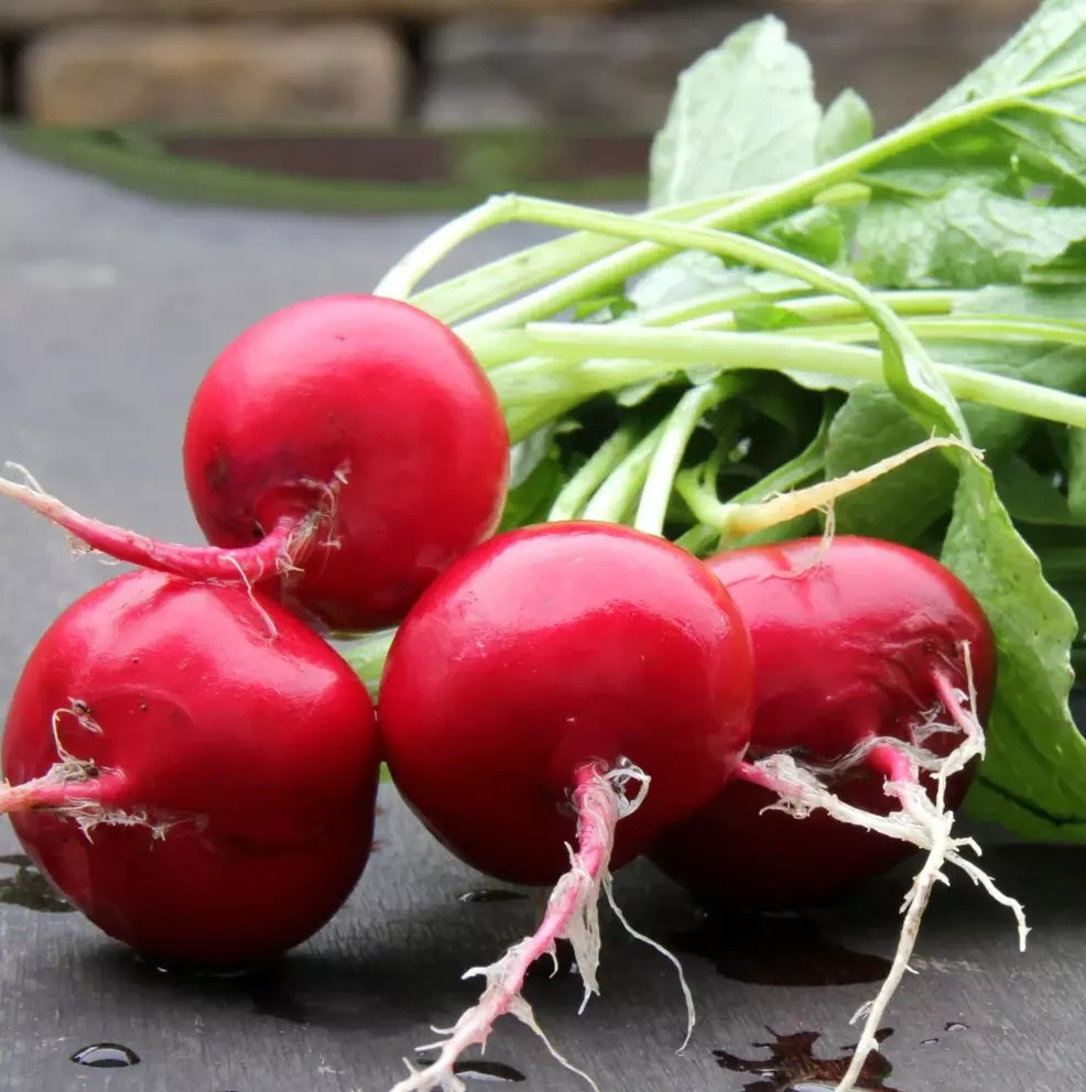 50+ GERMAN GIANT RADISH SEEDS – HEIRLOOM – ORGANIC – NON GMO — FRESH