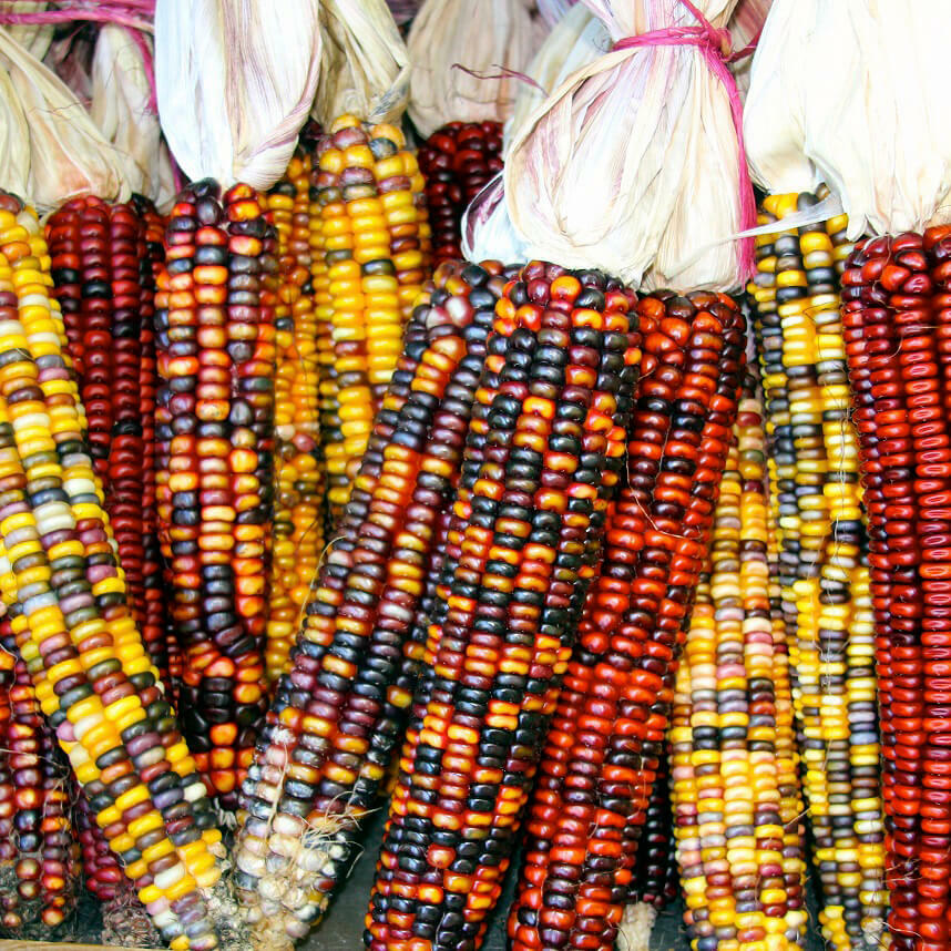 Rainbow Ornamental Corn Seeds | Multicolor Indian Dent Flint Popcorn Seed 2024