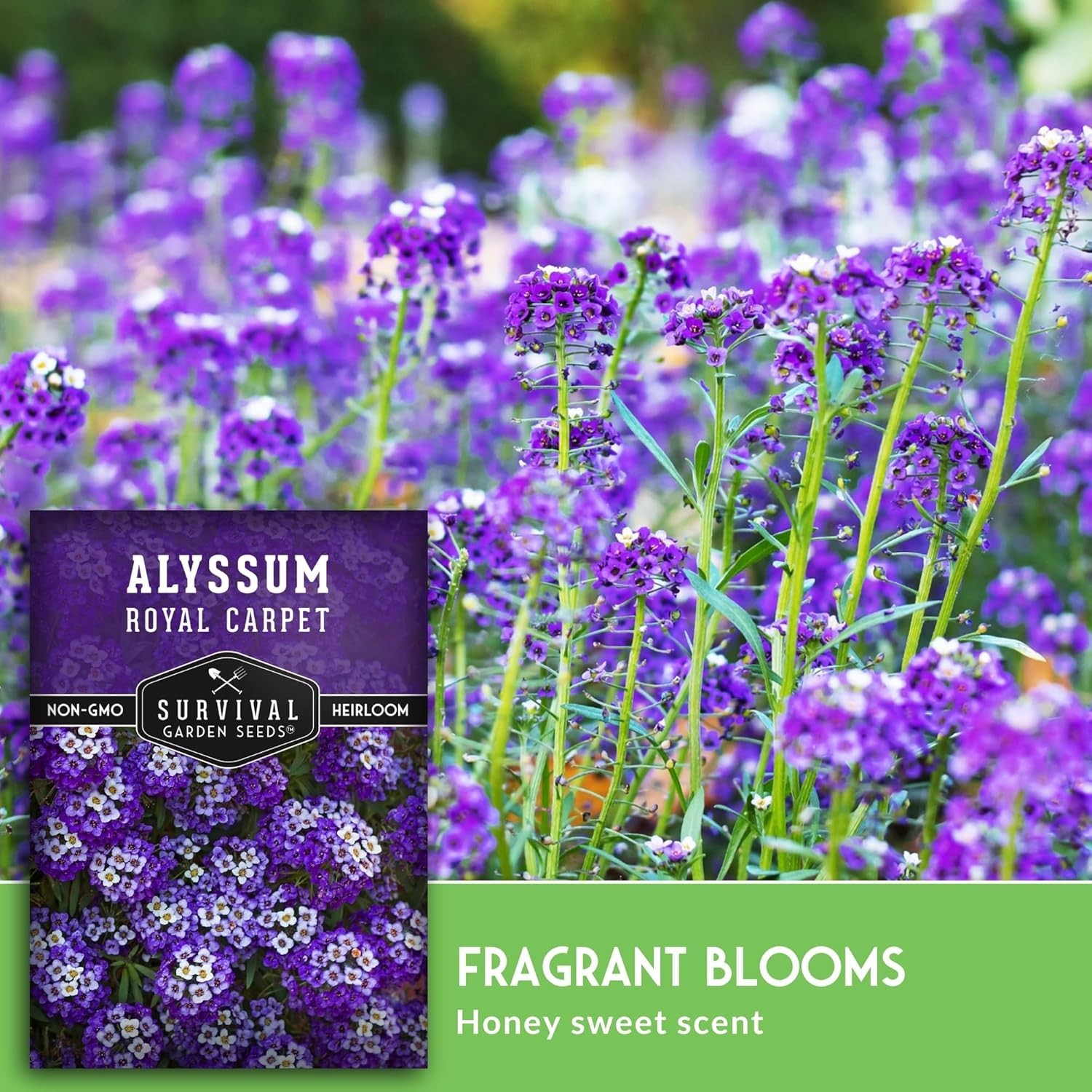 Self-Seeding Purple Alyssum Seeds – Heirloom Non-GMO with Extended Bloom Time