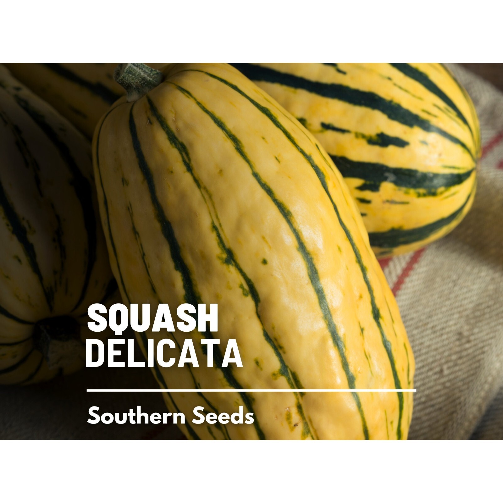 Squash, Delicata (Winter) – 20 Seeds – Heirloom Vegetable, Sweet Potato Squash,