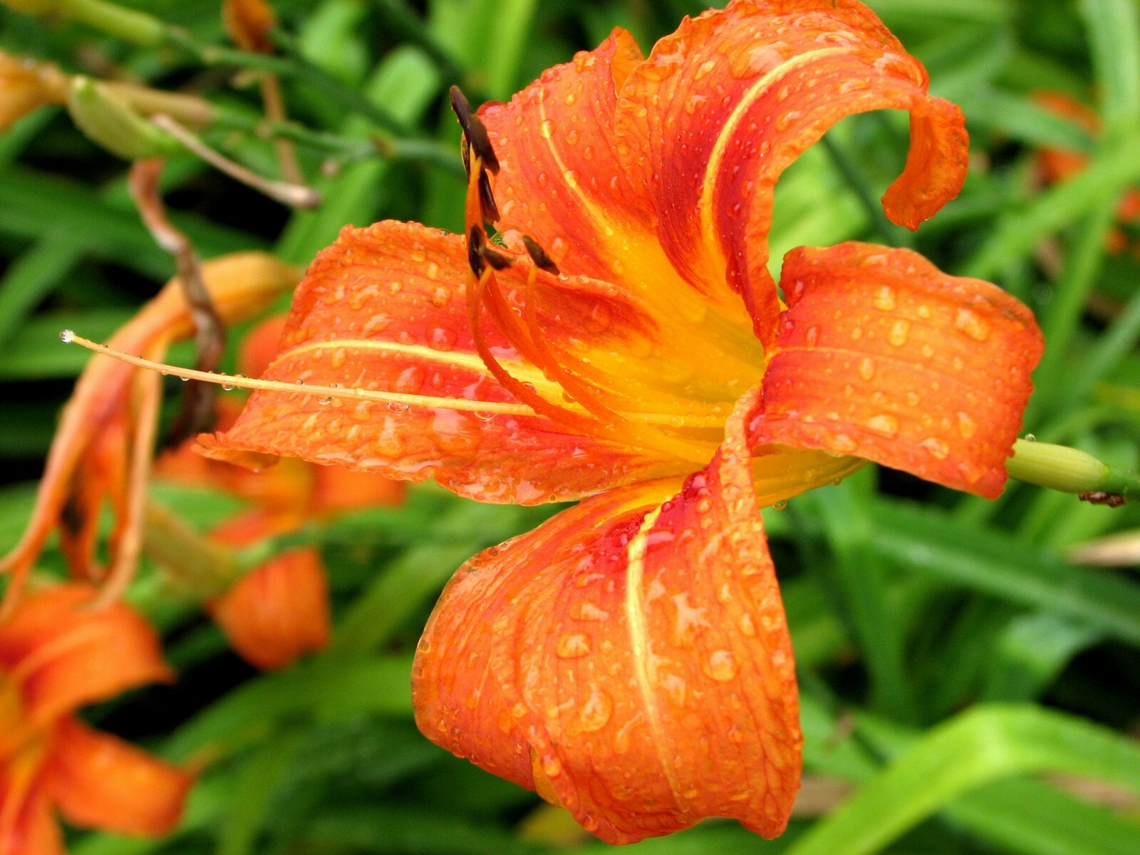WILD DAYLILY 25 fans root systems