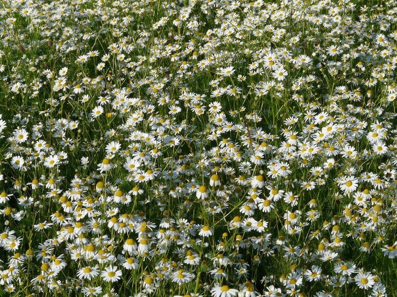 Roman Chamomile Seeds, Ground Cover Teas & Medicine, NON-GMO, Variety Sizes Sold