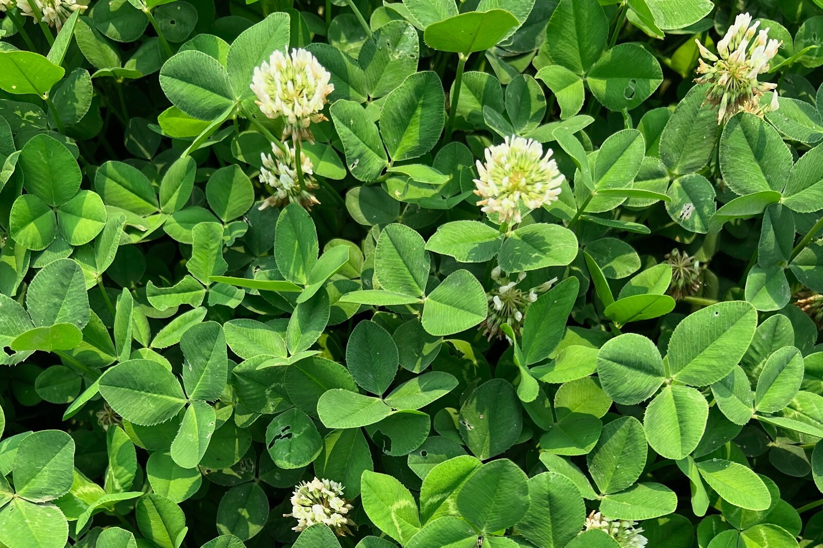 White Clover Seeds for Planting: Certified Organic Cover Crop Bulk Seed Packet