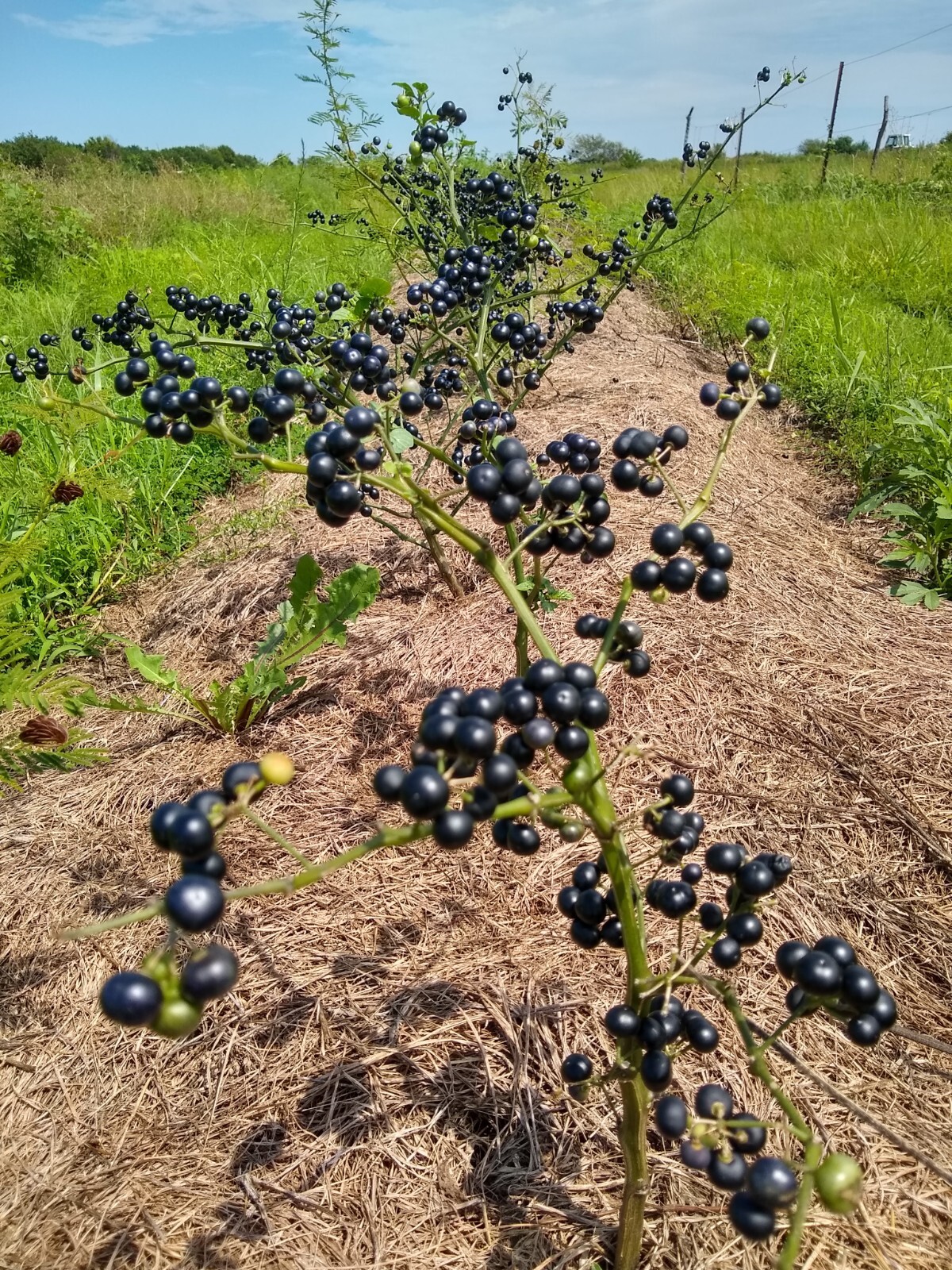 Garden Huckleberry Seed (Solanum melanocerasum) ~ 100 to 10,000 seeds
