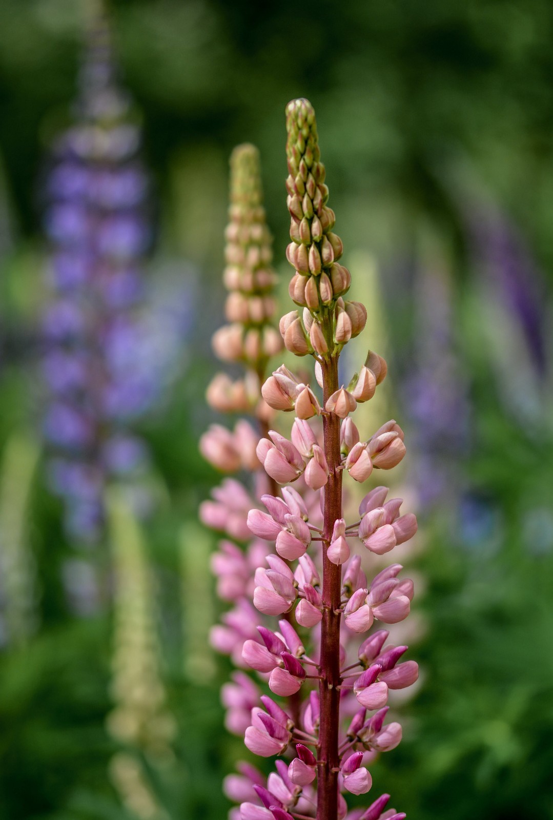 Meadow Lupine Seeds – California Native – Lupinus polyphyllus – Help Pollinators