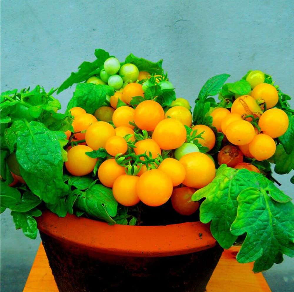 MOCCUROD 100 Seeds Indoor Cherry Tomato Dwarf Red and Yellow Tomato Rare Vege…