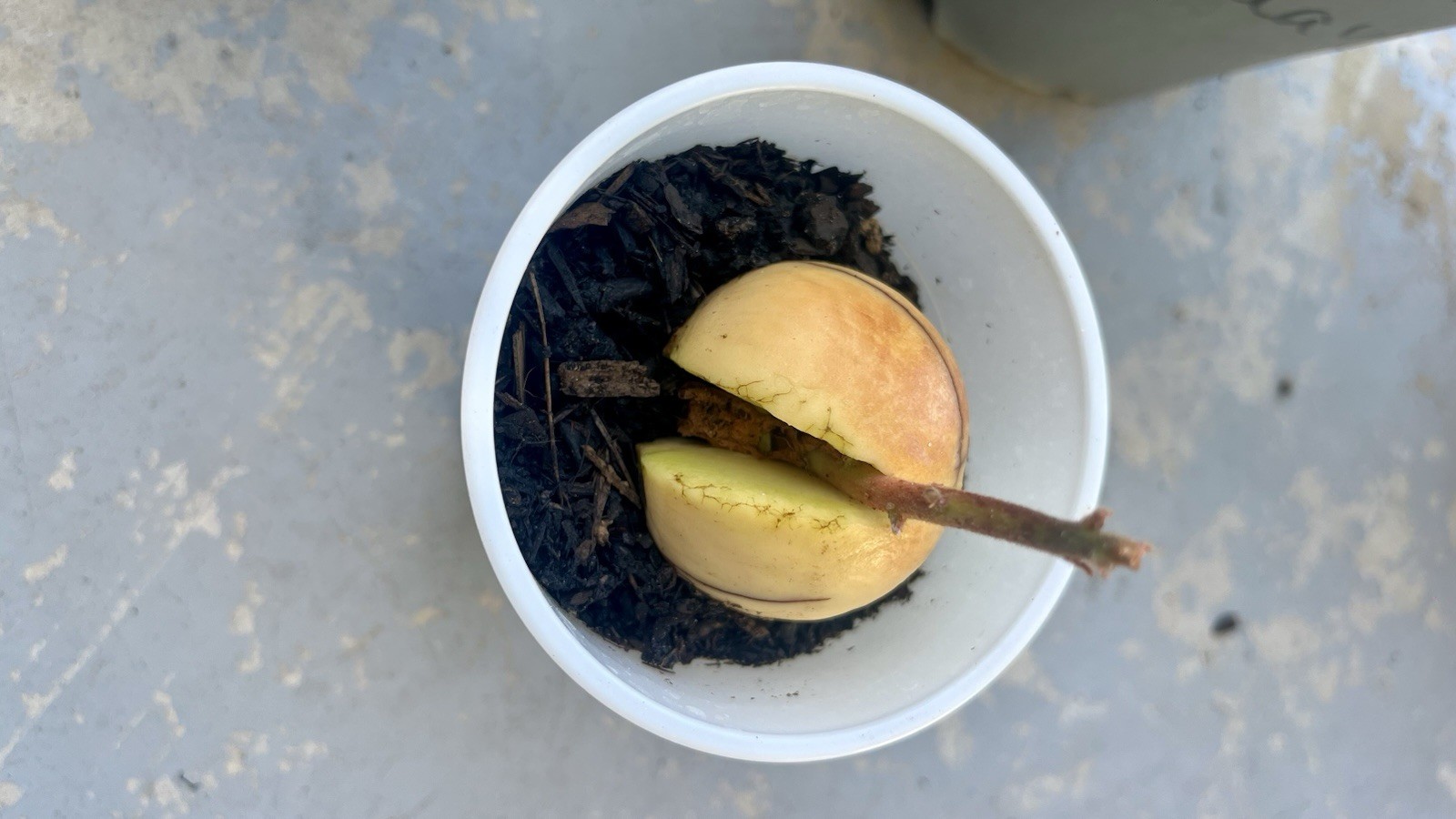Avocado Tree Seeds (hass) 10pc