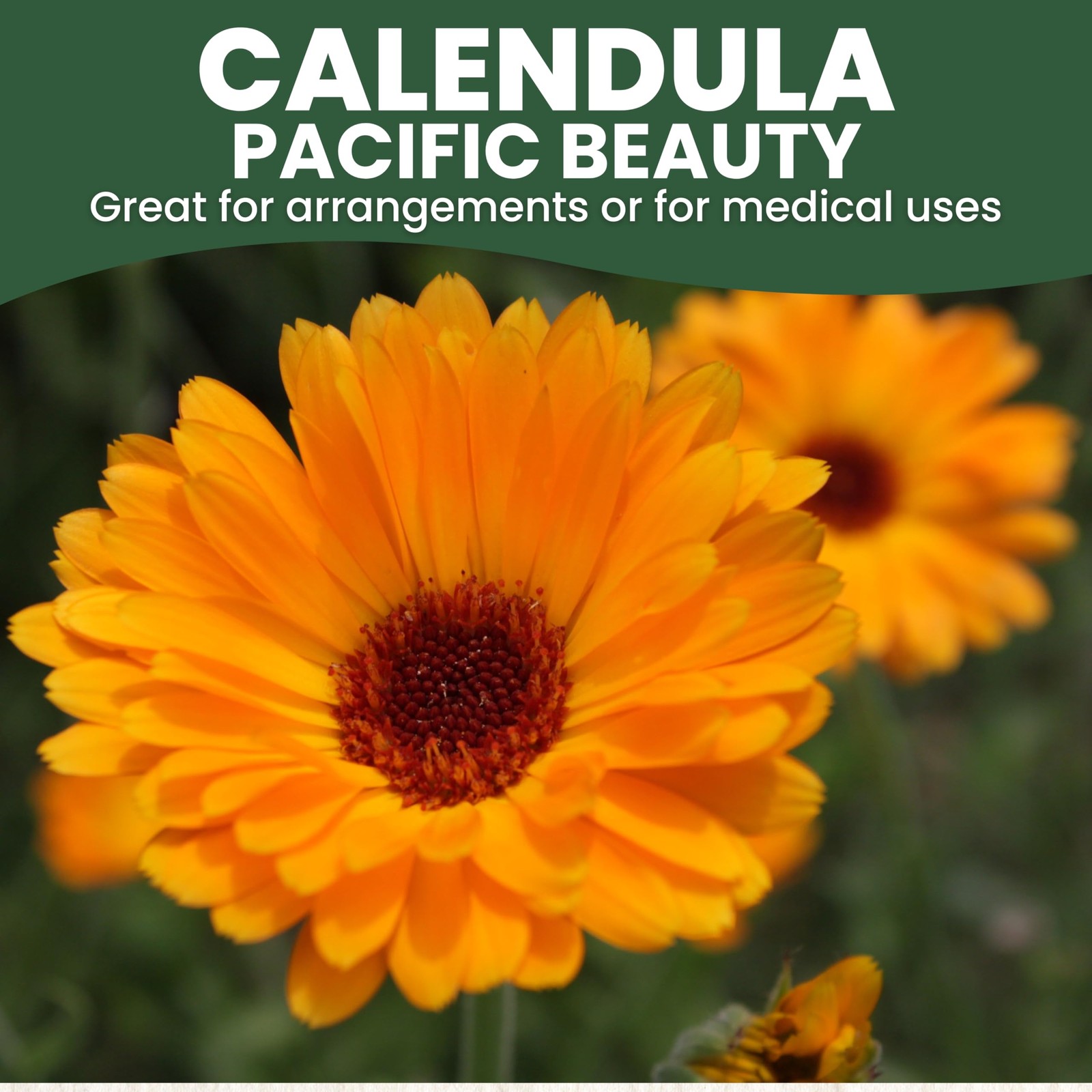 Bulk Calendula Seeds 12,000 Flower Seeds for Planting 1/4 Pound Pouch