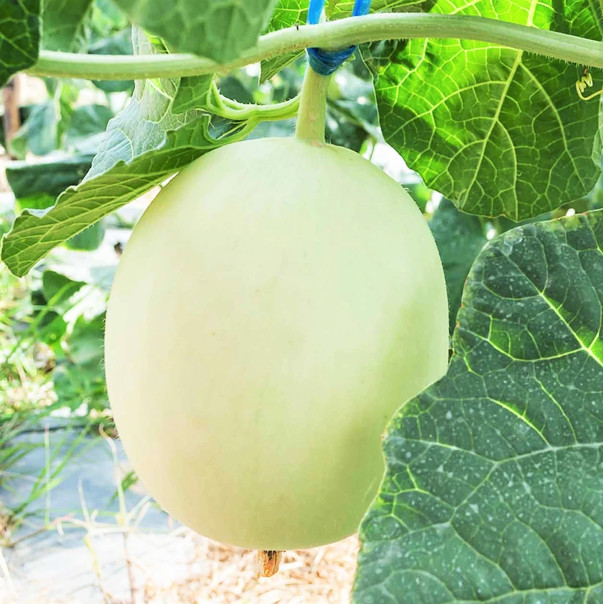 Honeydew Melon Seeds | Green Flesh Honey Girl Dew Cucumis Bailan Fruit Seed 2024