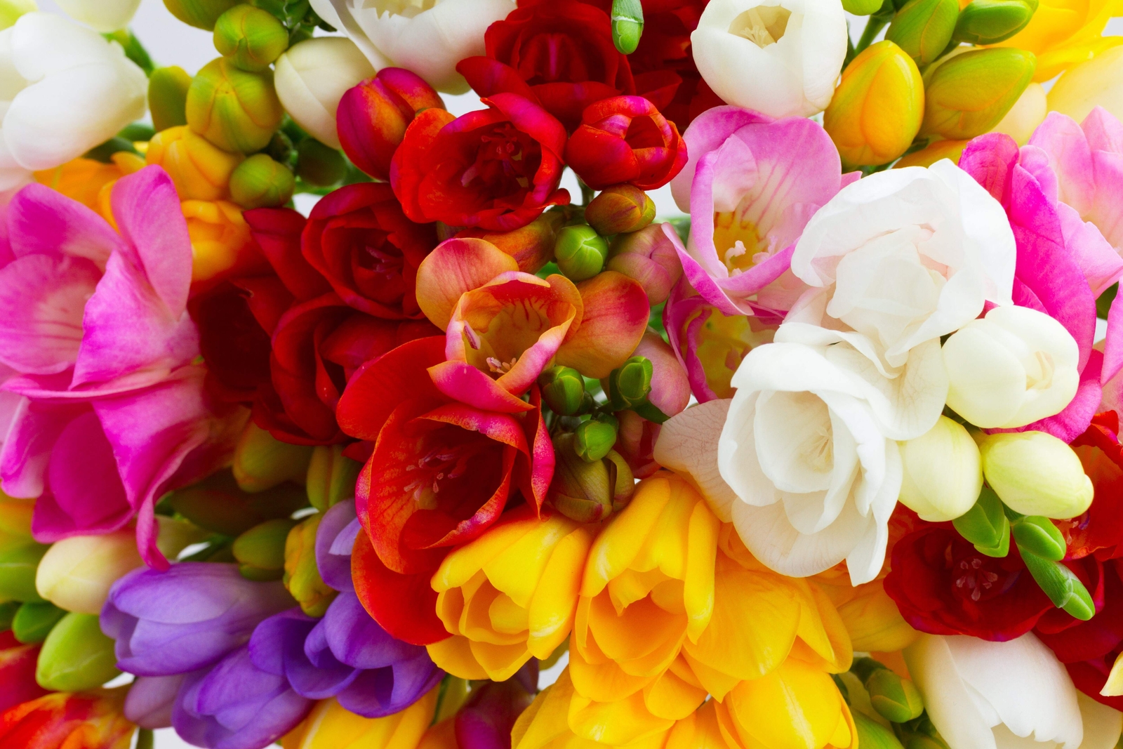 5 ROYAL CHAMPION MIX FREESIA Mixed Colors Pink Blue Purple Yellow + Flower Seeds