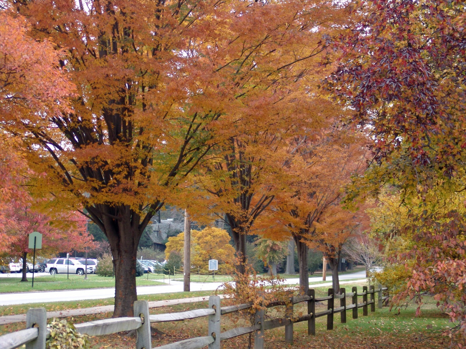 Japanese Zelkova, Zelkova serrata, Tree Seeds (Fast, Hardy, Fall Colors)