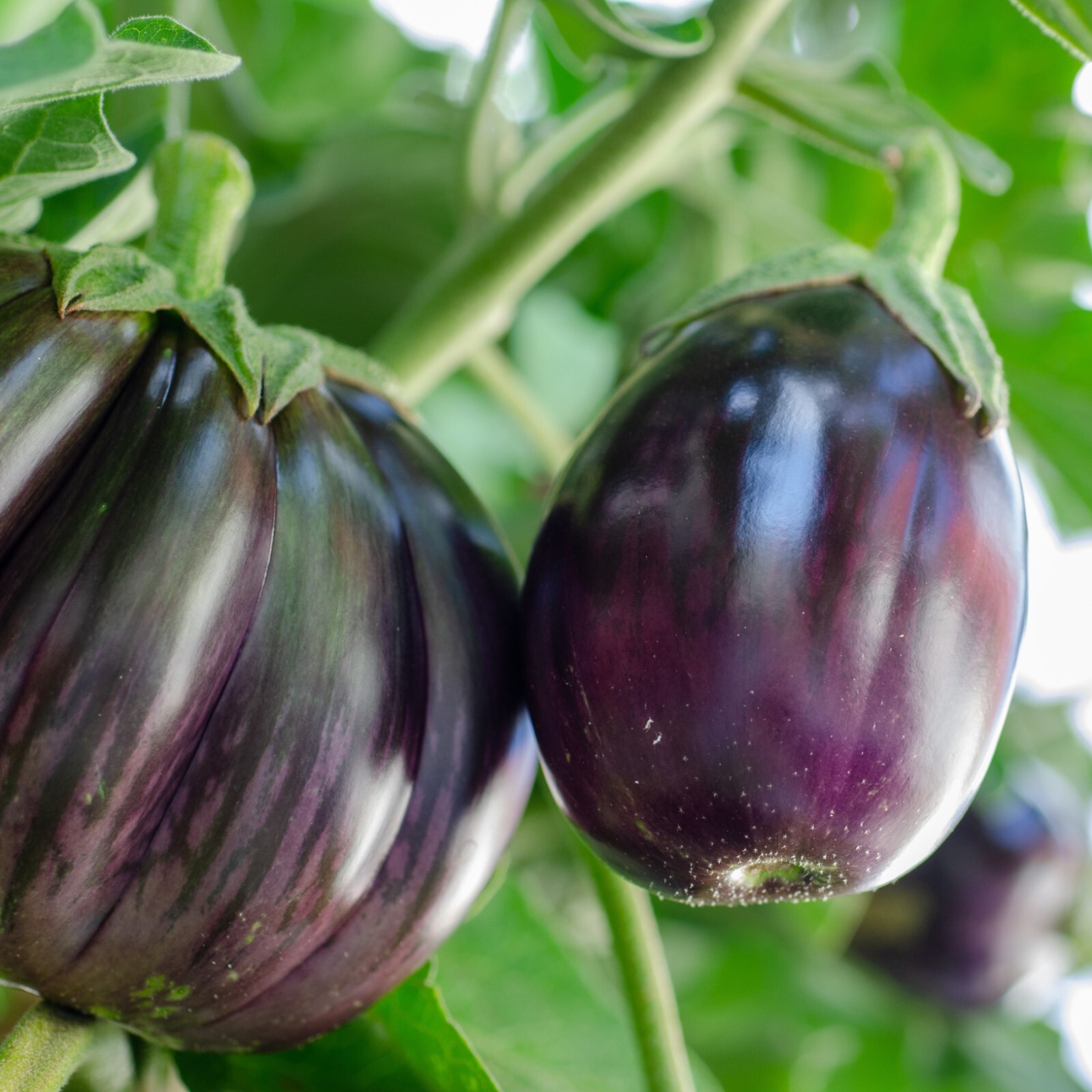 Eggplant Seeds, Black Beauty Heirloom, Non-GMO, High Yield, Free Shipping