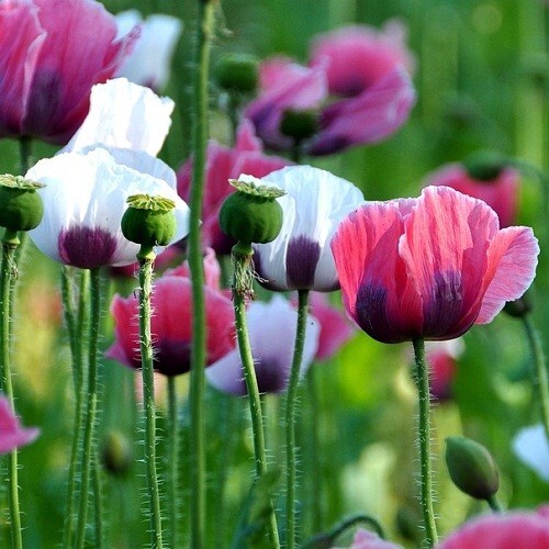 Mixed Colors Poppy Seeds For Planting 20,000+ Organic Stratified Various Colors