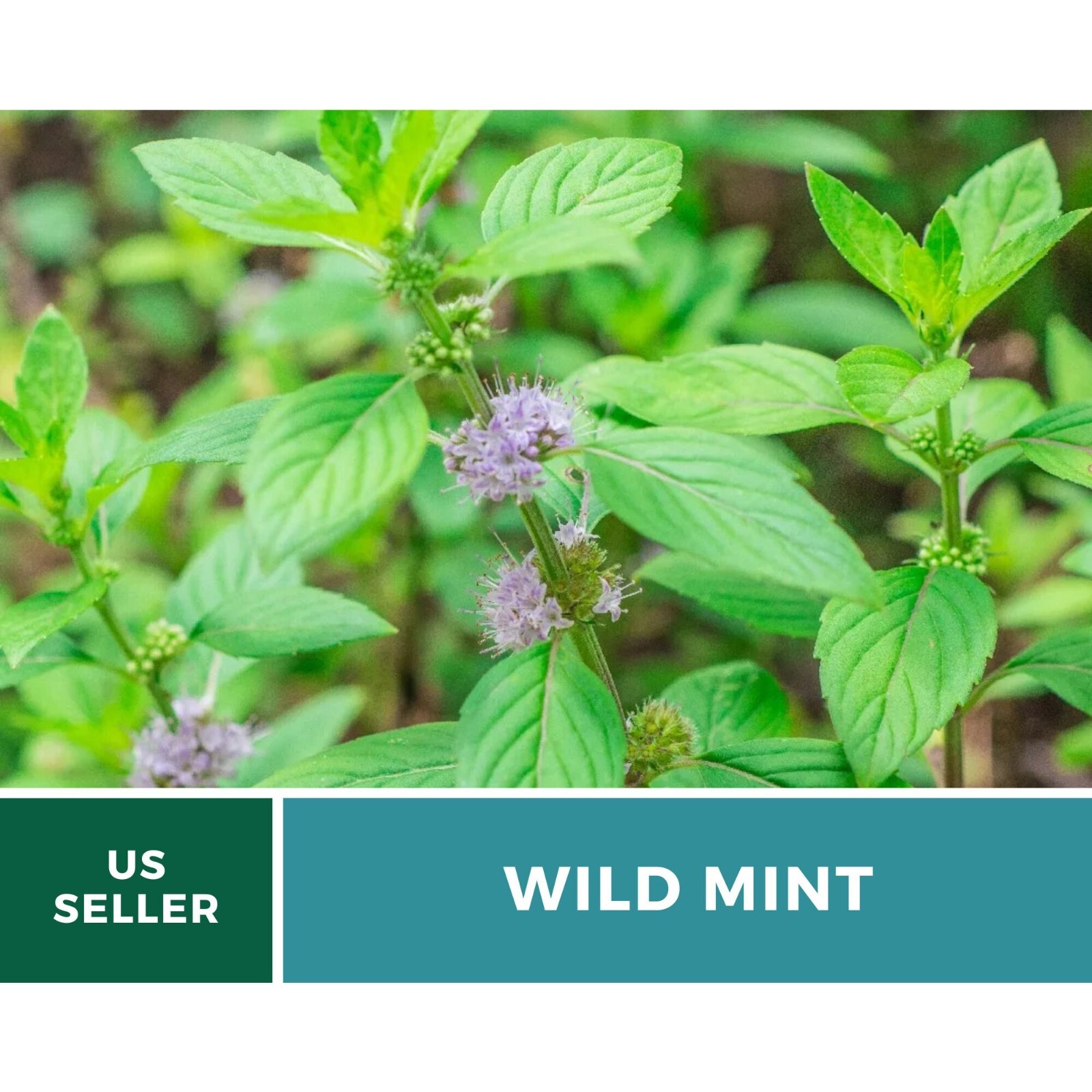 Mint, Wild (Corn Mint) seeds – Heirloom Herb (Mentha arvensis) – Aromatic and Re