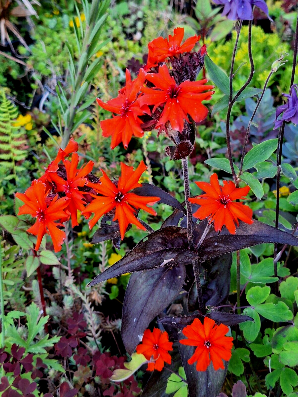 50 seeds lychnis arkwrightii vesuvius scarlet, dark leaves, rare flower