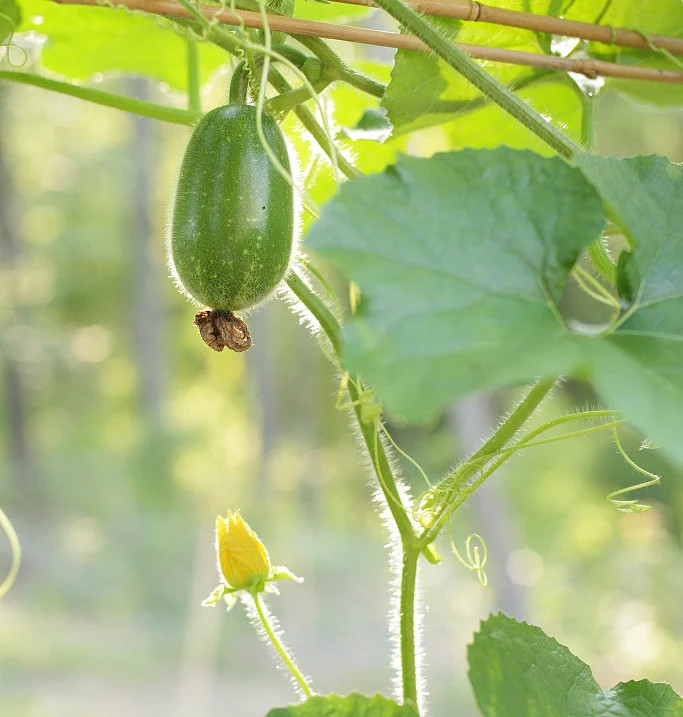 Fuzzy Melon Seeds |USA Gourd Fuzzy Star Hair Hairy Squash Chi Qua Mo Gwa 2024