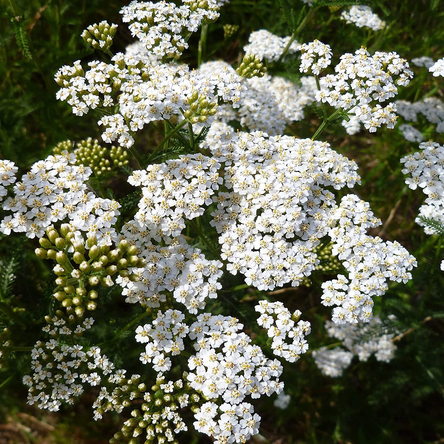 Yarrow white flower heads / dry / organically grown in MN.