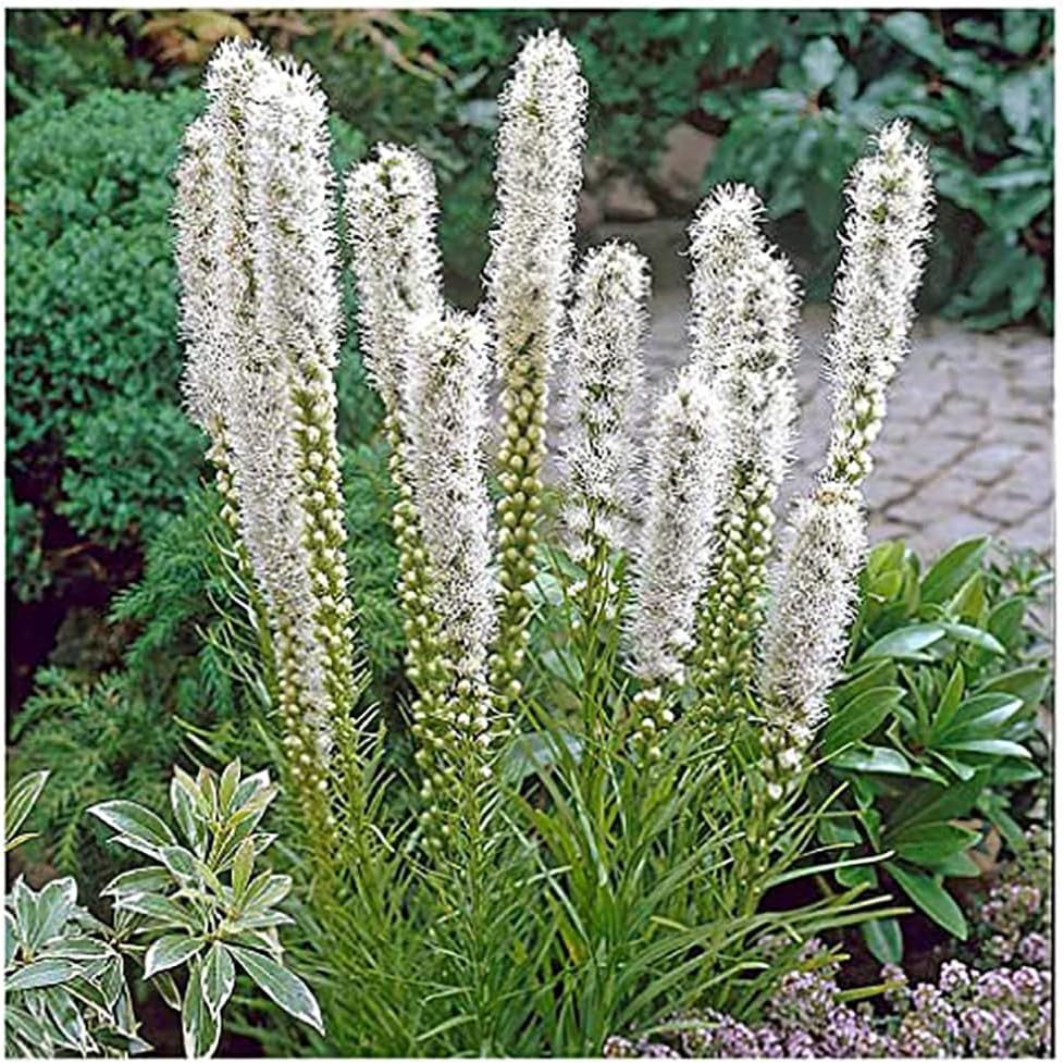 White Liatris Spicata – 10 Bulbs – Blazing Star – Largest Size Corms