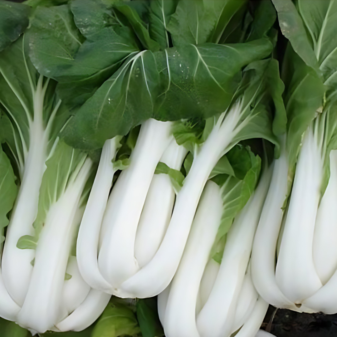 Fresh Tall White Stem Pak Choi Seeds | Heirloom Non-GMO | Asian Vegetable Seeds
