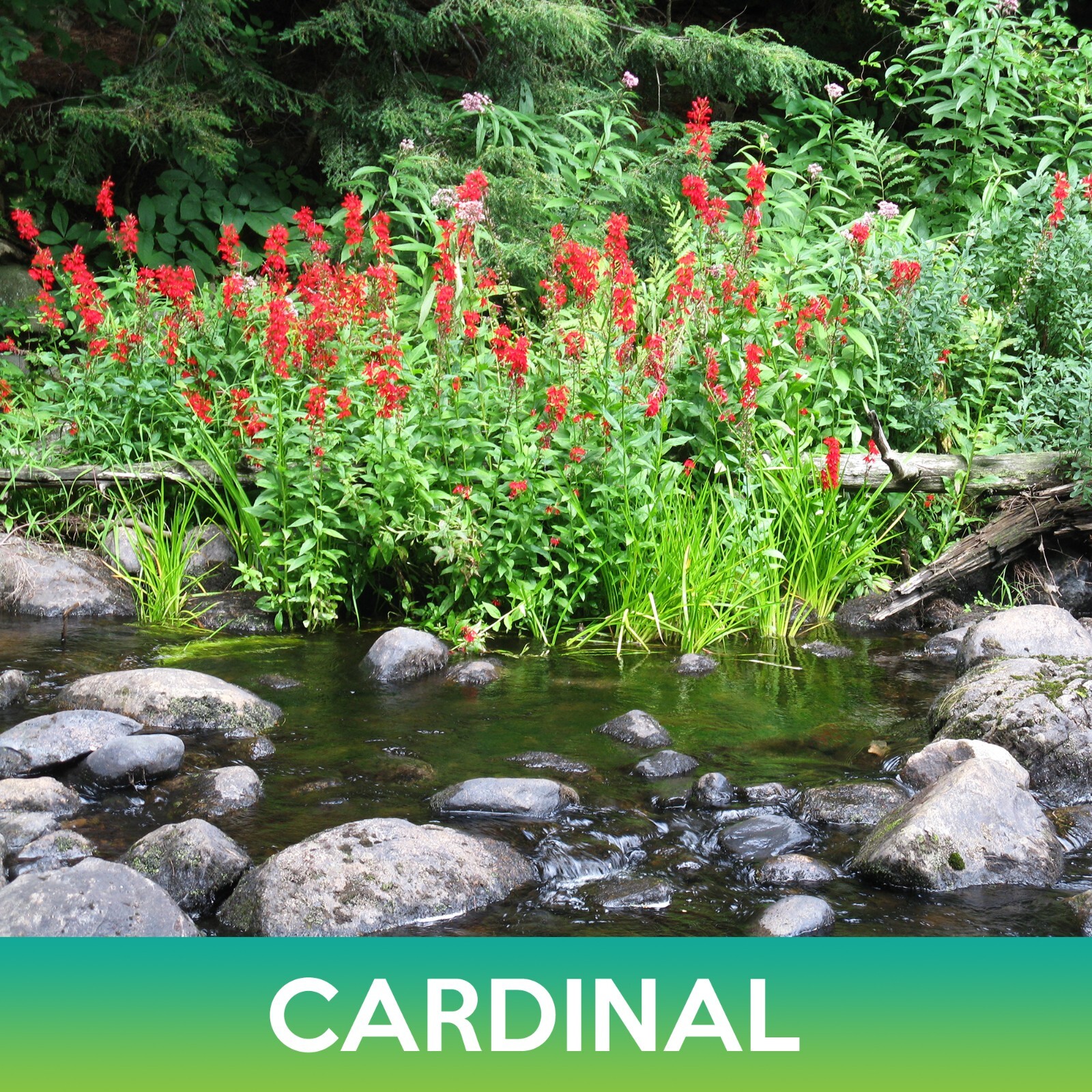 Cardinal Flower Seeds, Lobelia cardinalis