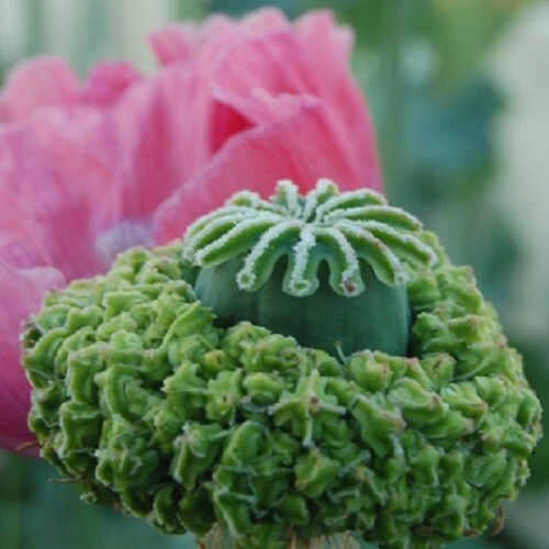10,000+ STRATIFIED Hens and Chicks P Somniferum Poppy Seeds Poppies For Planting
