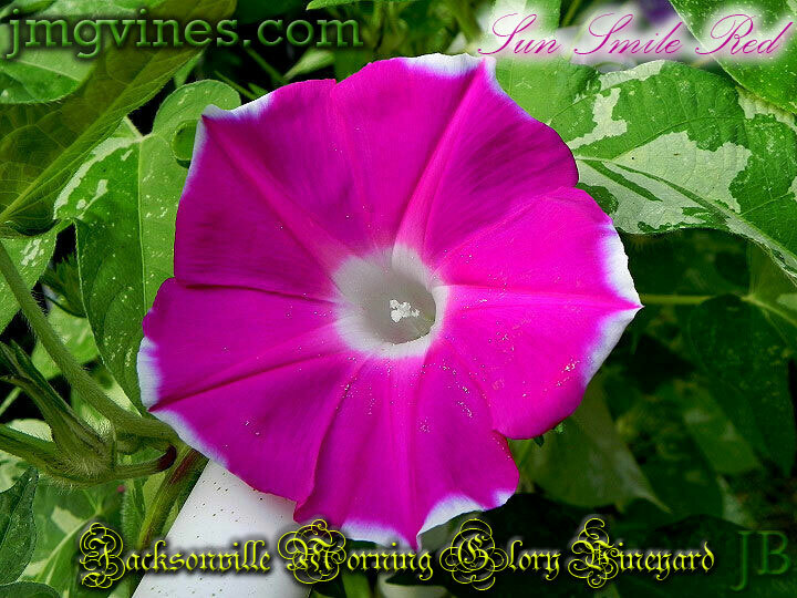 Sun Smile Red Japanese Morning Glory 6 Seeds