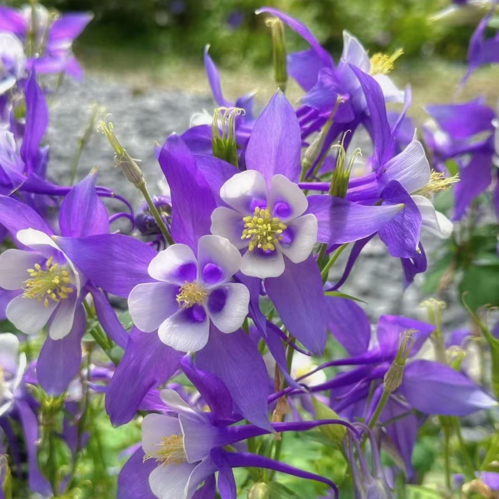 1000 Blue & White Columbine Seeds – Elegant Bi-Color Blooms for Shade Gardens