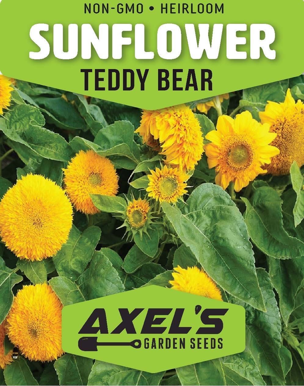 Heirloom Dwarf Teddy Bear Sunflower Seeds Non-GMO Attracts Pollinators