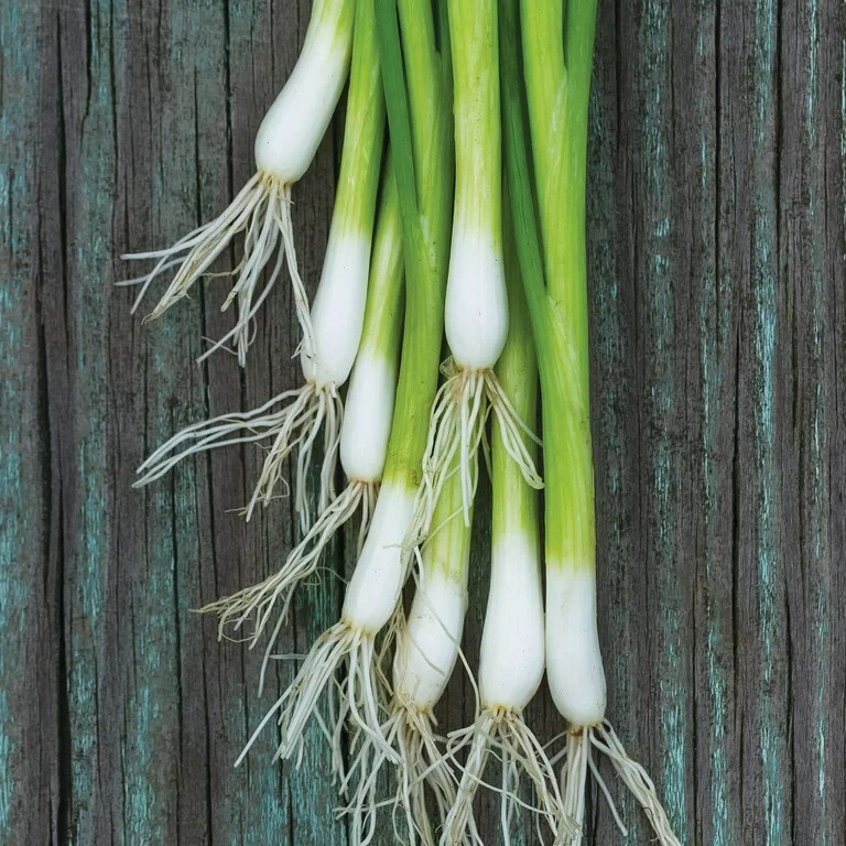150+ seeds, Bunching Onion- Flavor King, Open pollinated, Heirloom, Non-GMO