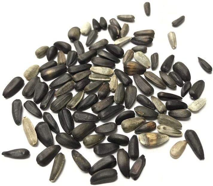 Vibrant Lemon Queen Sunflower Seeds for Planting – Non GMO Attracts Pollinators