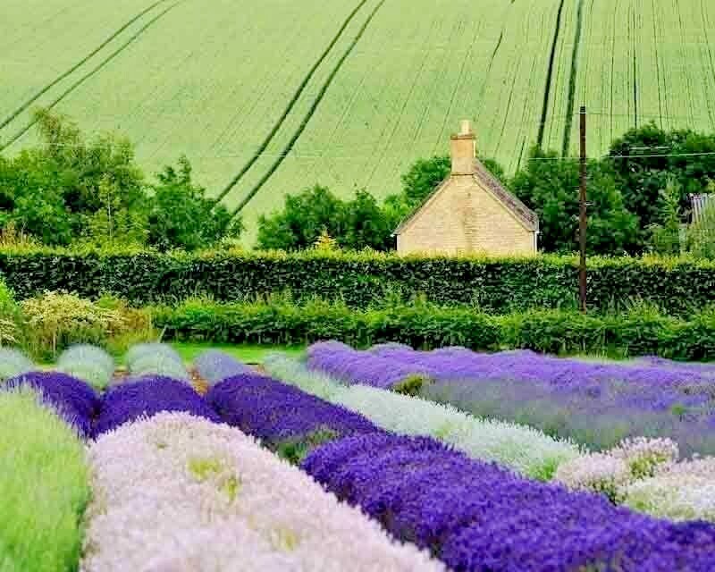 1200+ ENGLISH LAVENDER SEEDS SPRING PERENNIAL HERB MOSQUITO INSECT REPELLENT USA