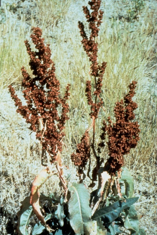 100+ Curly Dock Seeds (Rumex Crispus)