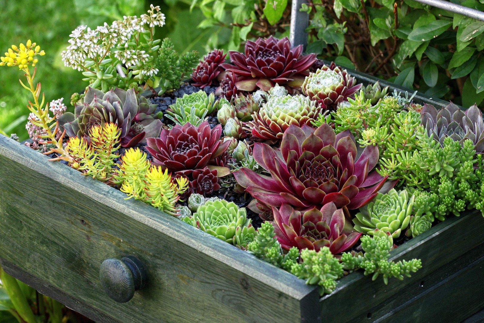 25 MIXED HENS & CHICKS Chickens Succulent Live Forever Sempervivum Flower Seeds