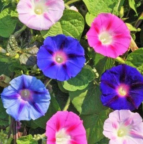 20 Morning GLORY Multi Color Flower Seeds Ascends up Trellis Fragrant Flower
