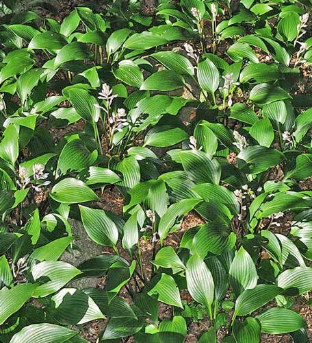 Hosta longipes var. longipes | Amagi Rock Hosta | 10 Seeds
