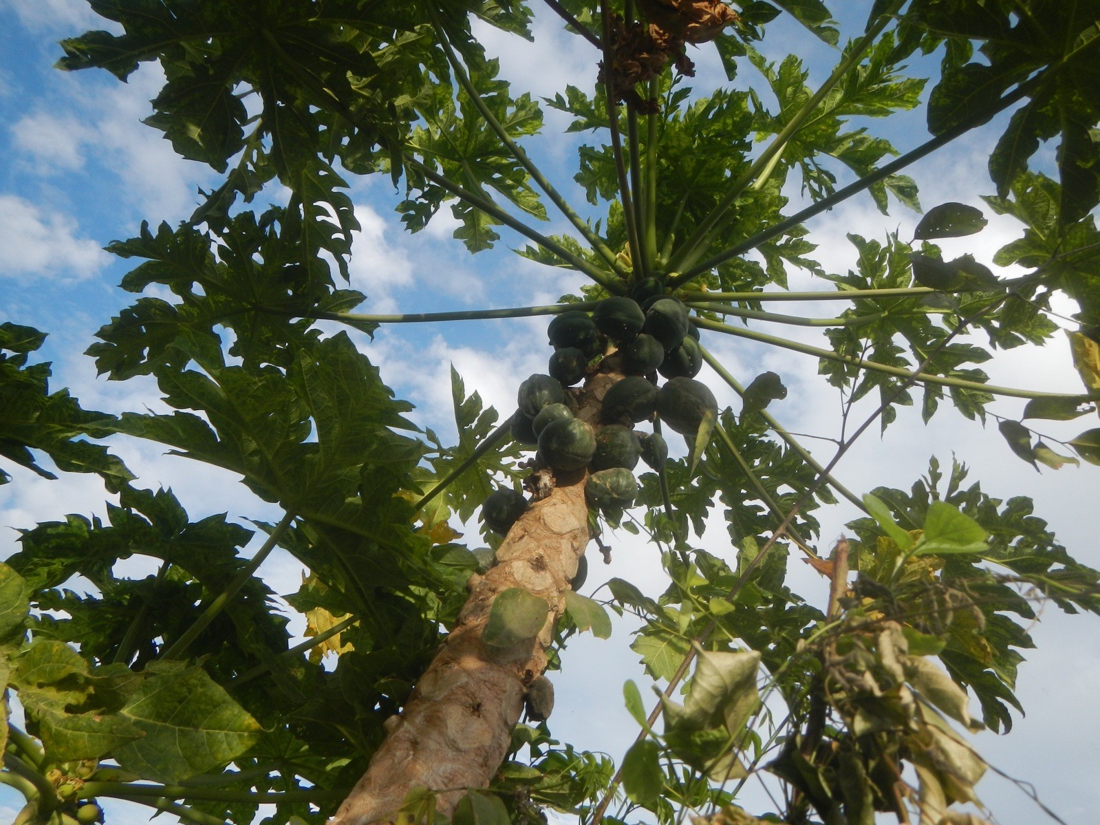 Carica papaya 30 Seeds – Papaya