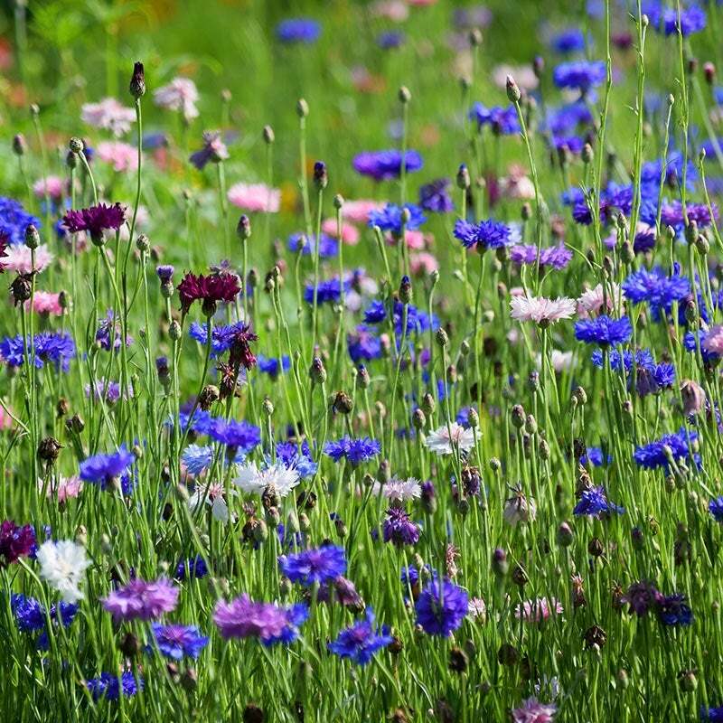 Wildflower Mix MONARCH BUTTERFLY 27 Heirloom Flower Species w/Milkweed 500 Seeds