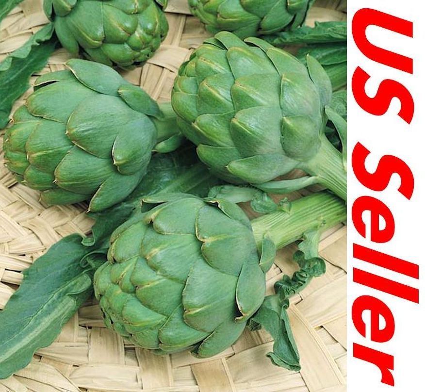 50 Seeds Green Globe Artichoke Seeds E163 – Easy Grow Centuries Old Heirloom