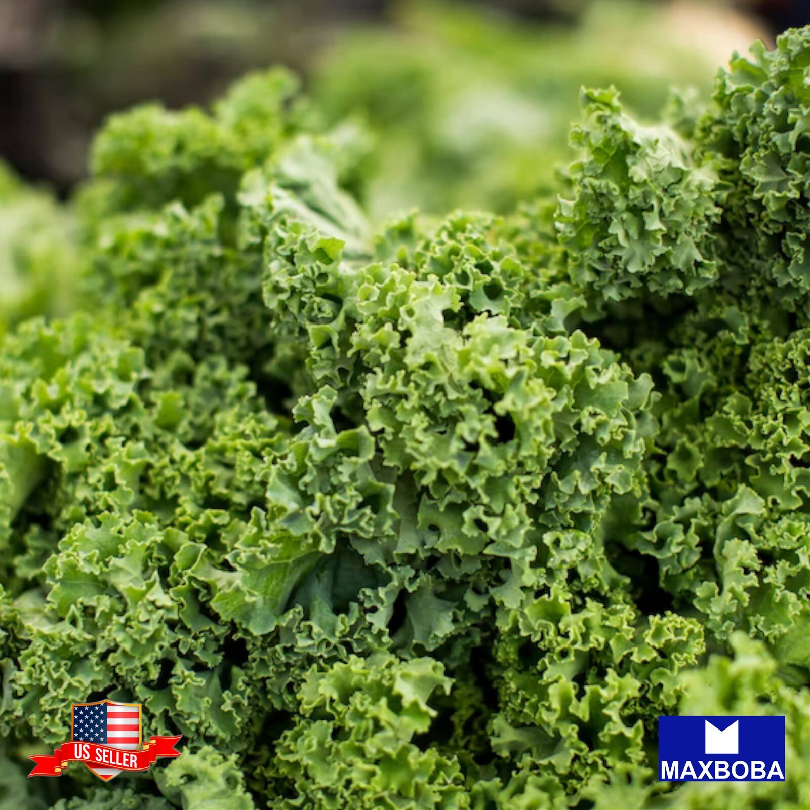 1100 Kale Seeds Dwarf Siberian Non-GMO Heirloom