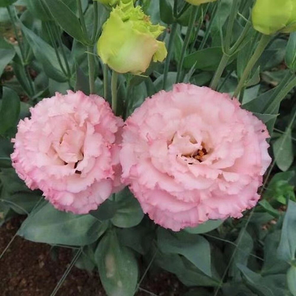 20 SEEDS pink LISIANTHUS (Prairie Gentian) Eustoma flower bed plant USA Seller