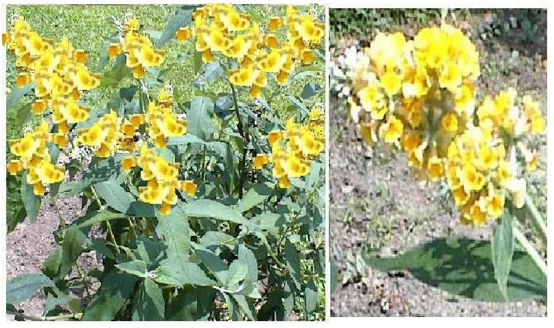 #50 Special Listing For 7 Different Kinds Of Butterfly Bush Seeds