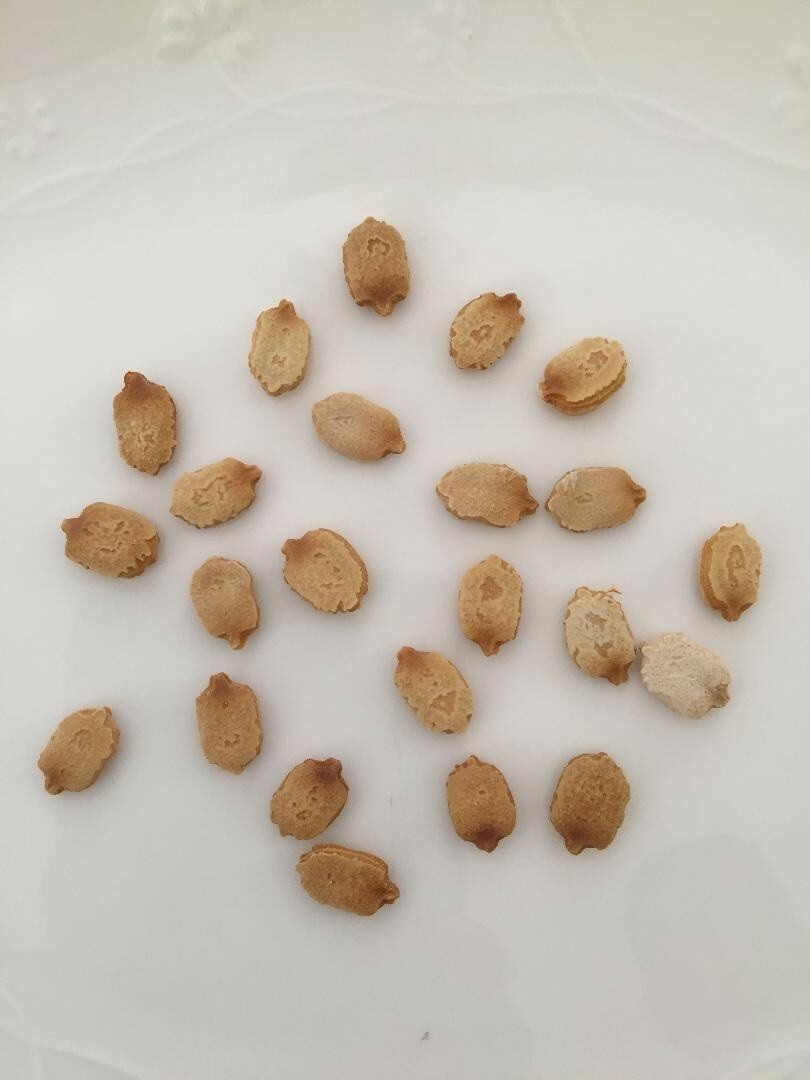 日本白玉苦瓜子 Japanese Jade Bitter melon seeds (6 pcs).