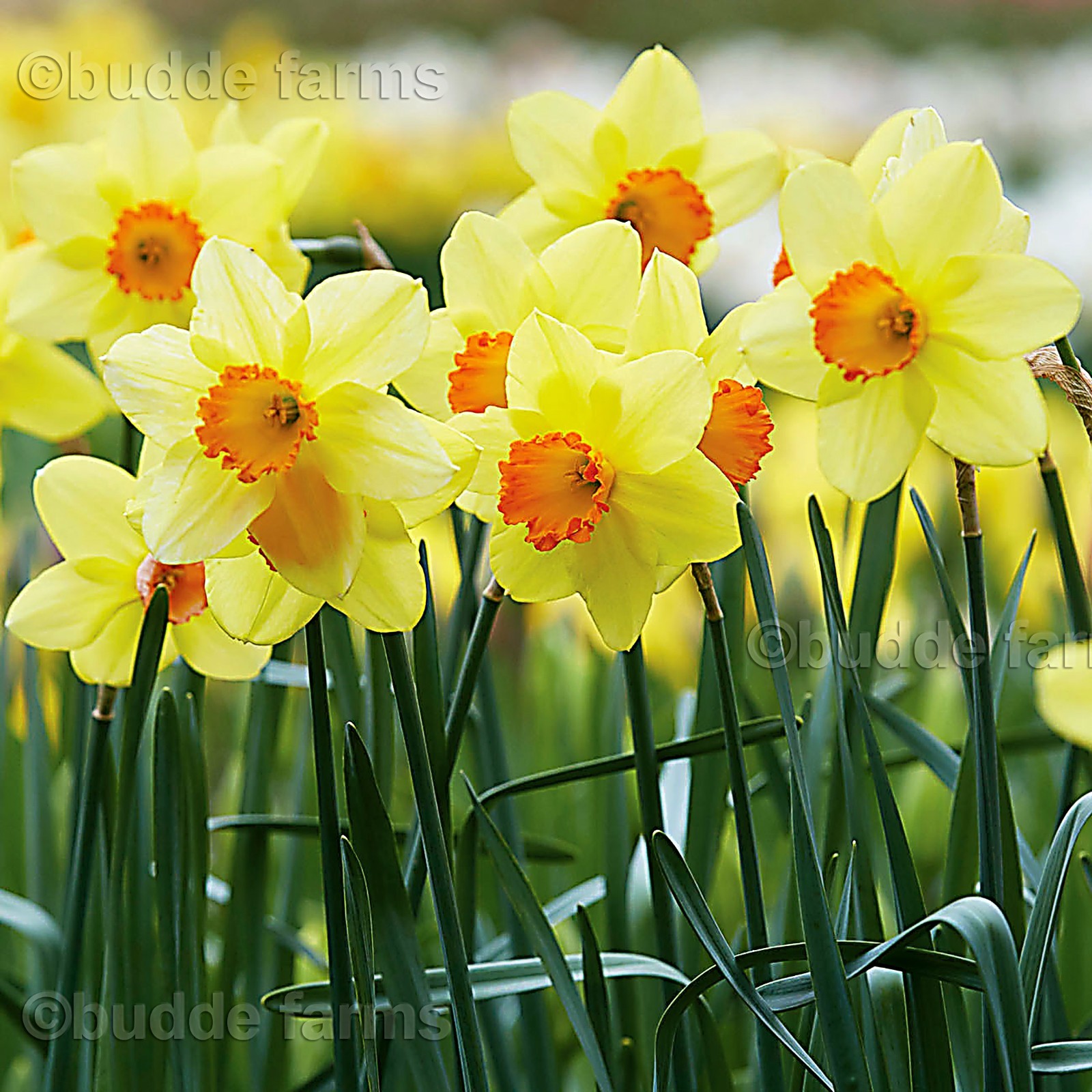 (10-PACK) Daffodil bulbs – Trumpet Mix; Red-Devon or similar *SPRING BLOOMS*
